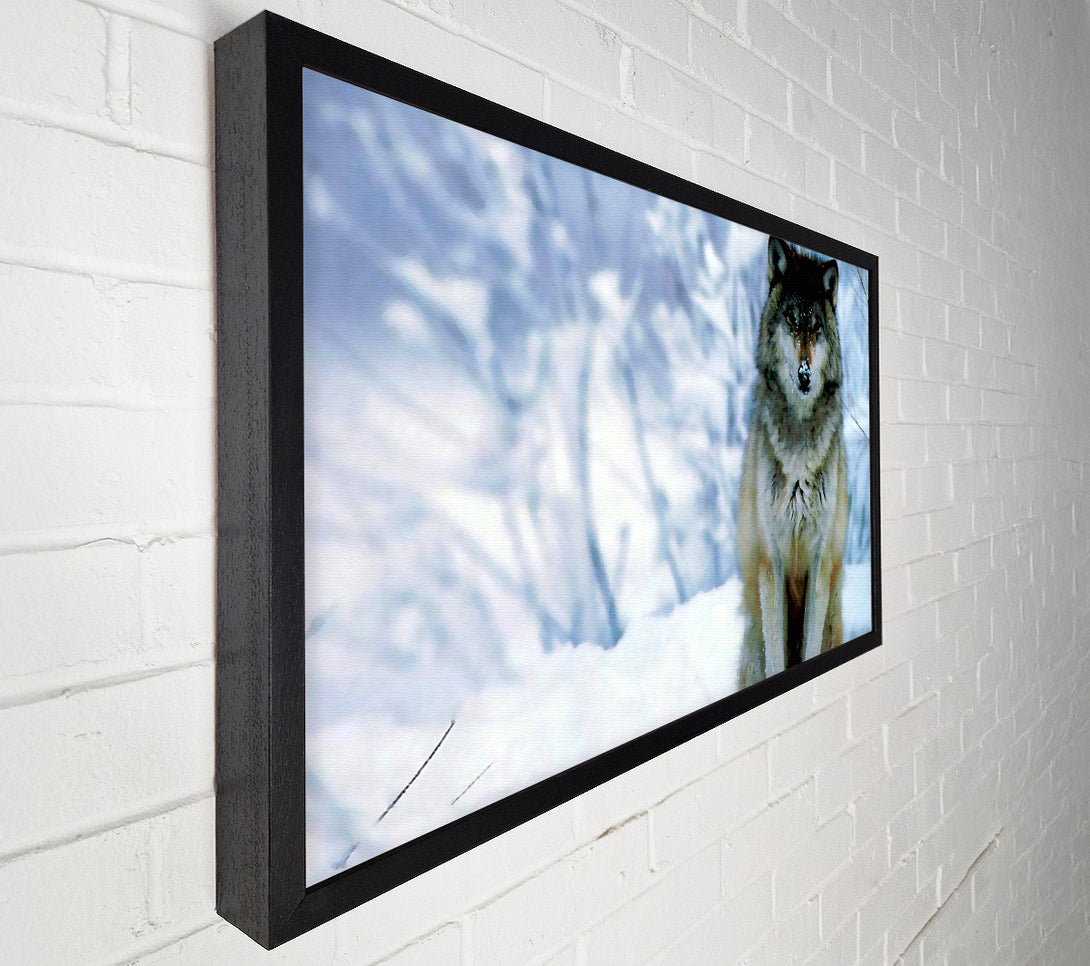  A Canvas Print of Snow Wolf Canvas Art