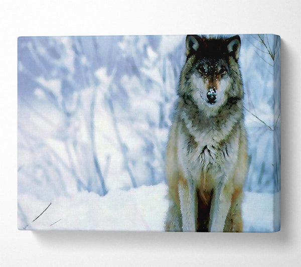  A Canvas Print of Snow Wolf Canvas Art