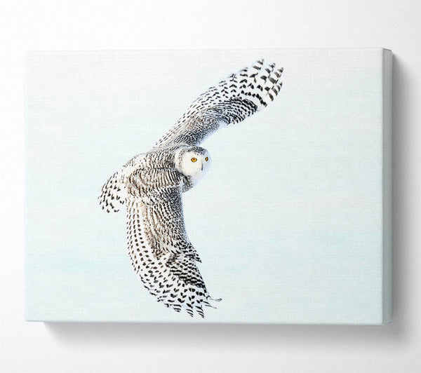  A Canvas Print of Snowy Owl Canvas Art