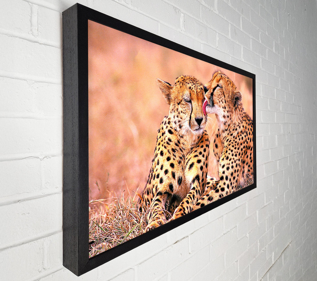  A Canvas Print of South African Cheetahs Canvas Art