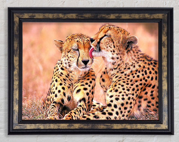South African Cheetahs Framed Print