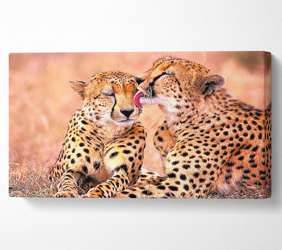  A Canvas Print of South African Cheetahs Canvas Art