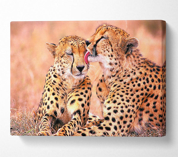  A Canvas Print of South African Cheetahs Canvas Art