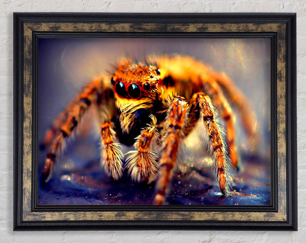 Spider Close-Up Framed Print