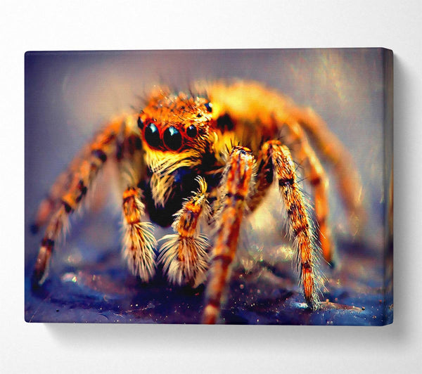  A Canvas Print of Spider Close-Up Canvas Wall Art