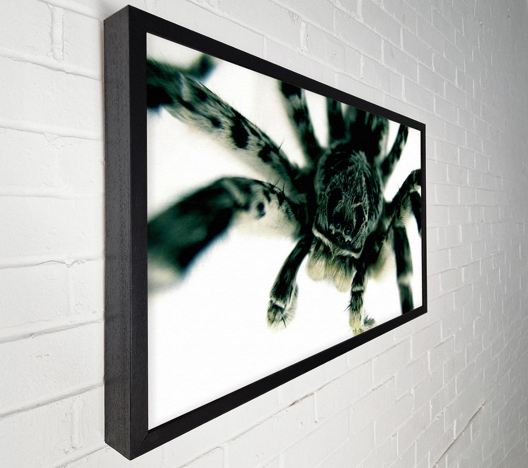  A Canvas Print of Spider Stare Canvas Wall Art