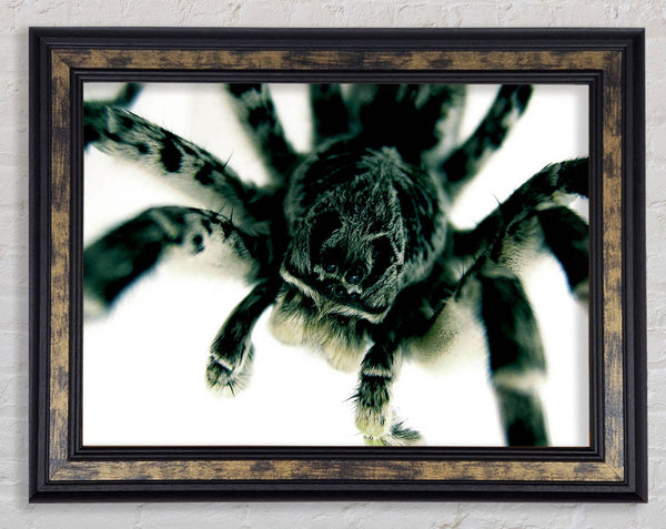Spider Stare Framed Print