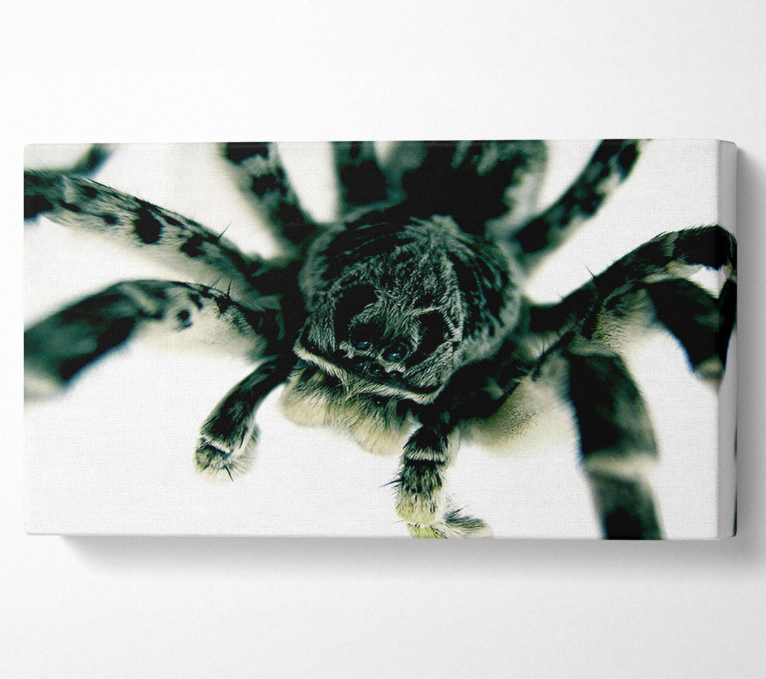  A Canvas Print of Spider Stare Canvas Wall Art