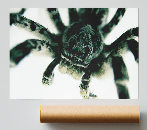 Spider Stare Print