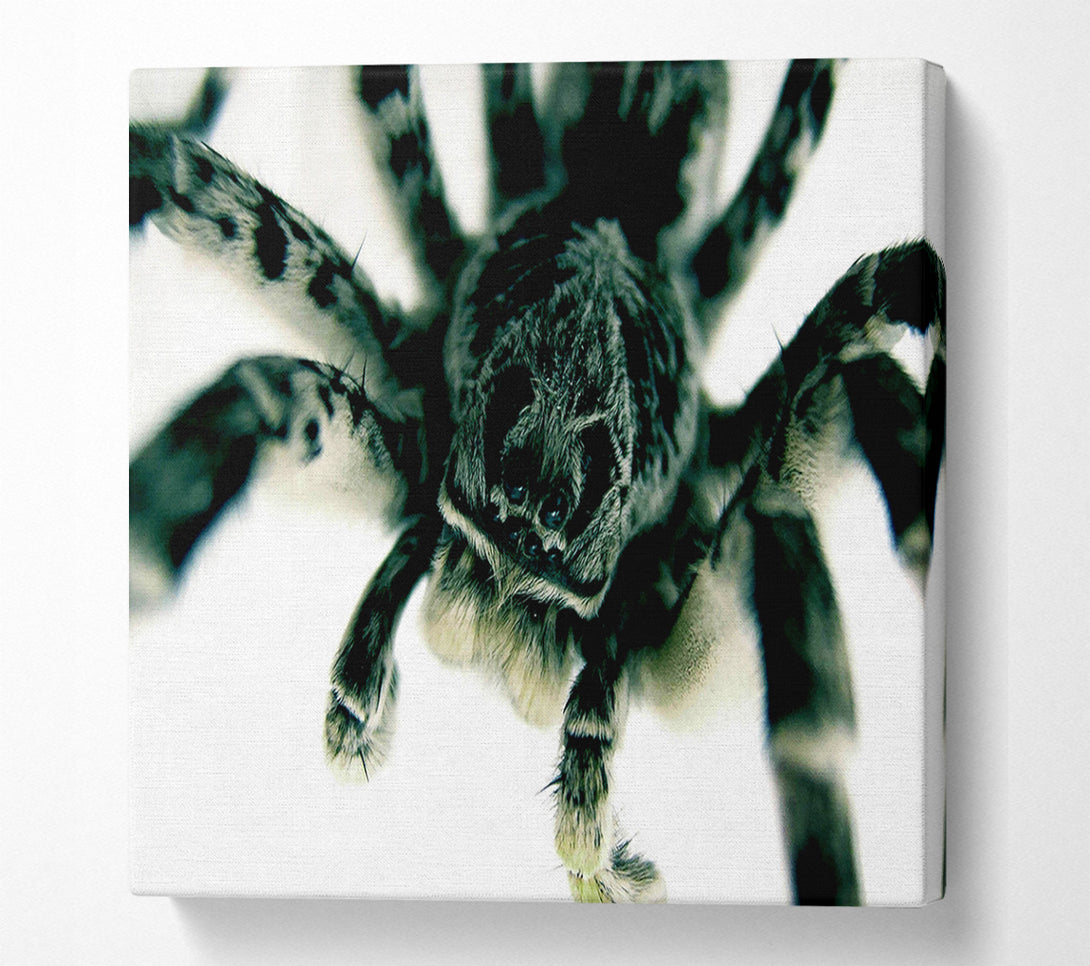  A Canvas Print of Spider Stare Canvas Wall Art