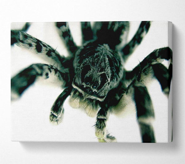  A Canvas Print of Spider Stare Canvas Wall Art