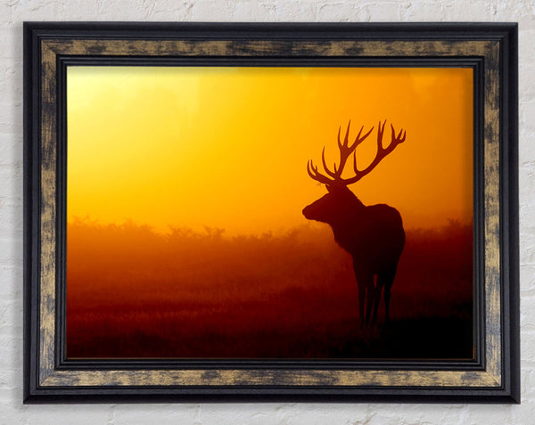 Stag At Sunset Framed Print