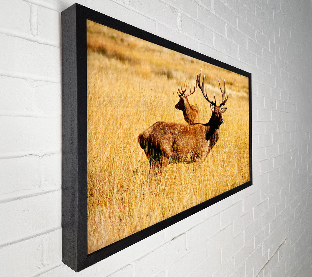  A Canvas Print of Stag Duo Canvas Print