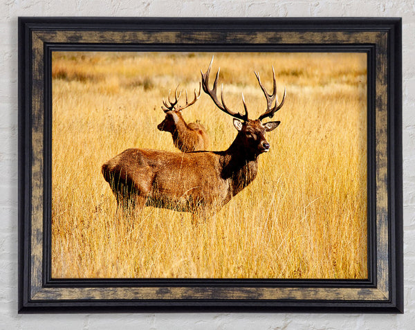Stag Duo Framed Print