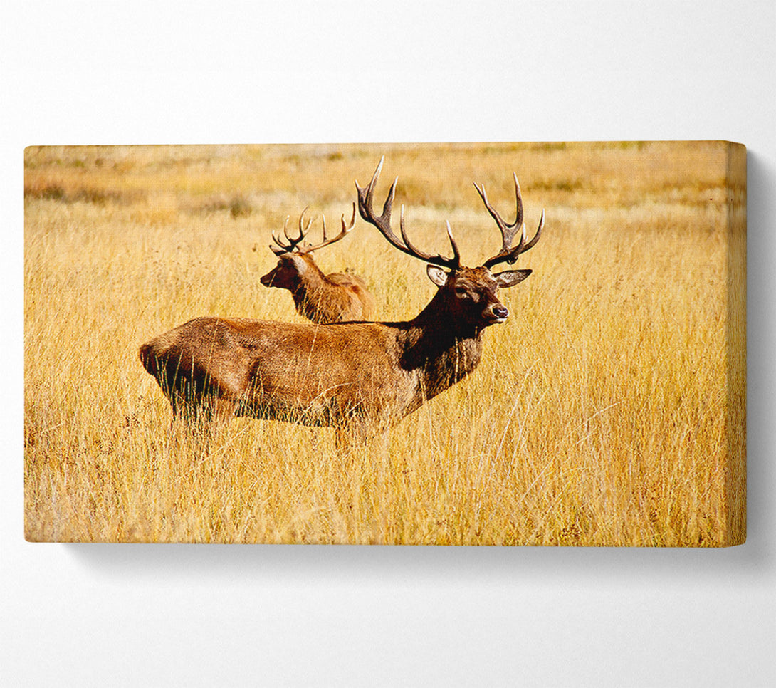  A Canvas Print of Stag Duo Canvas Print