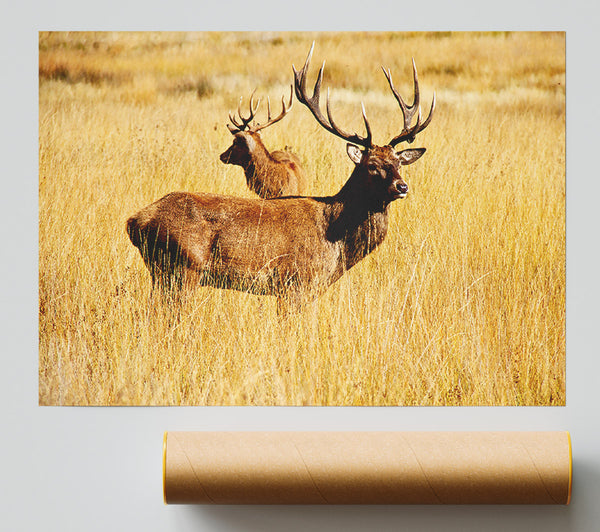 Stag Duo Print