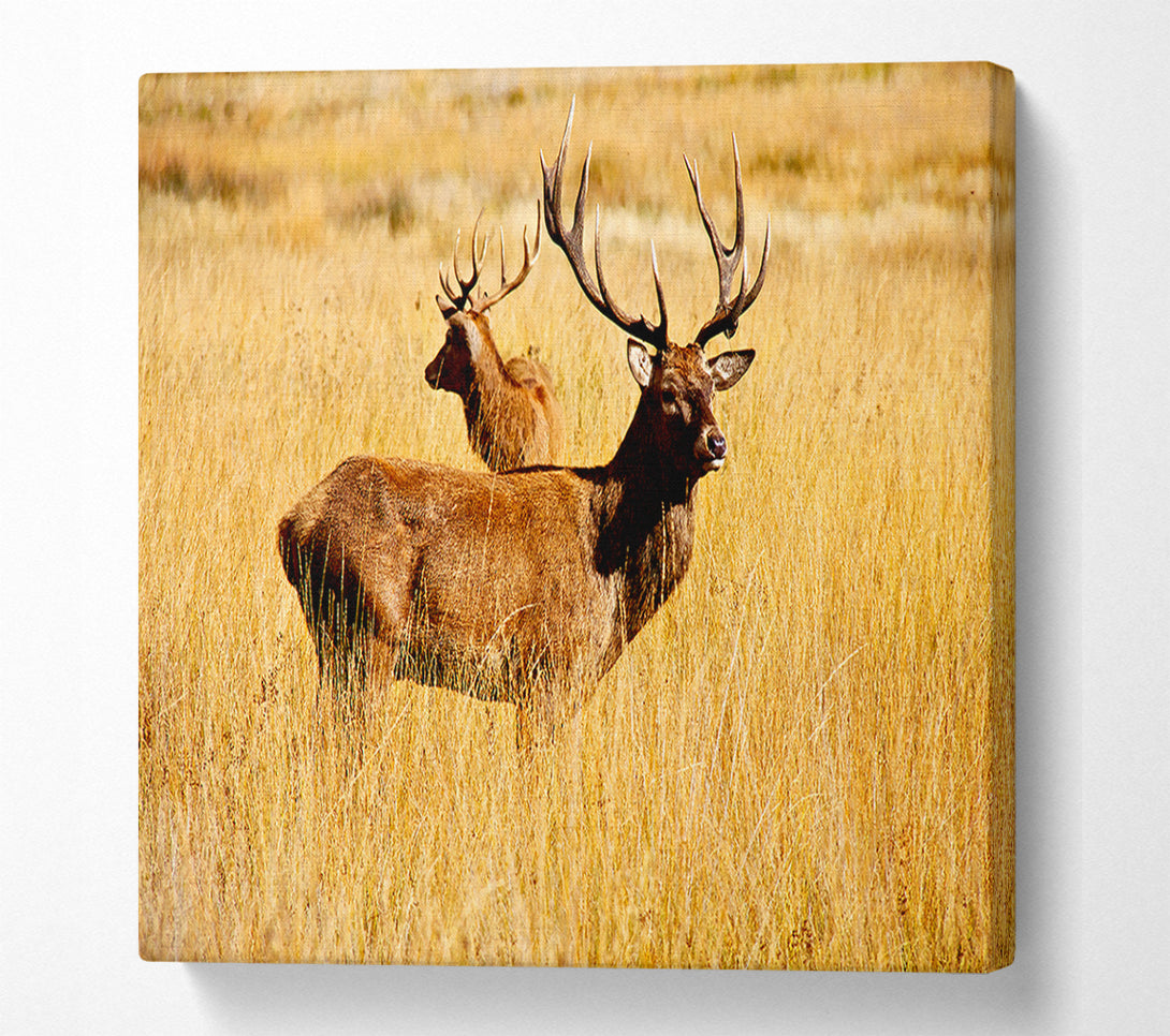  A Canvas Print of Stag Duo Canvas Print