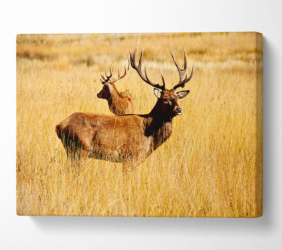  A Canvas Print of Stag Duo Canvas Print