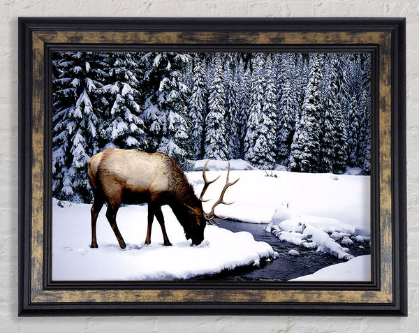 Stag In Winter Framed Print