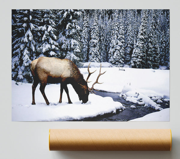 Stag In Winter Poster