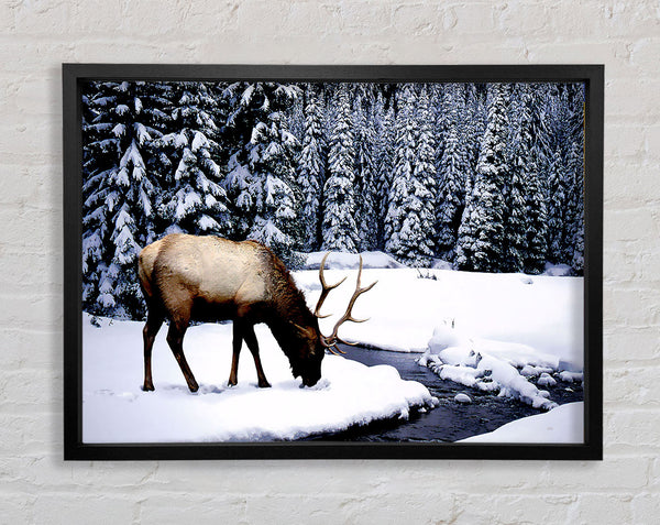 Hirsch im Winter