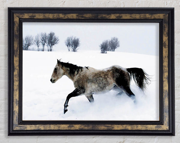 Stallion In The Snow Framed Print