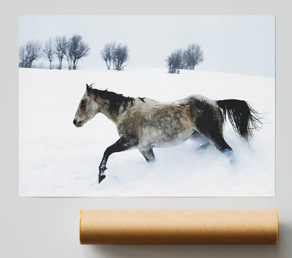 Stallion In The Snow Poster