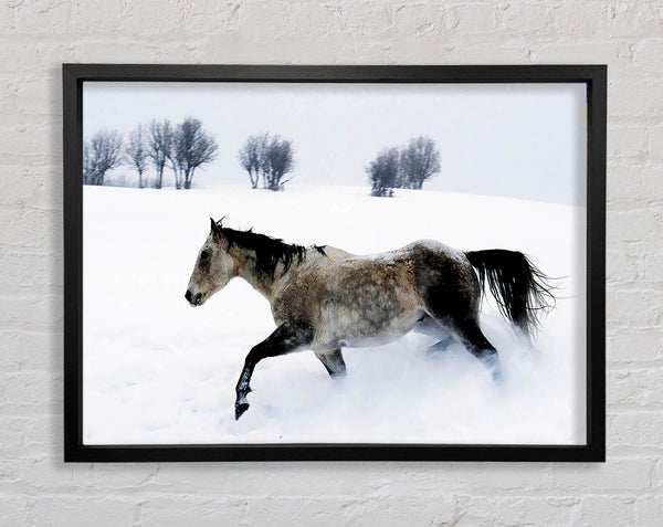 Hengst im Schnee