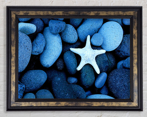 Star Fish Rocks