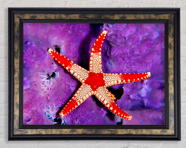 Starfish On Purple