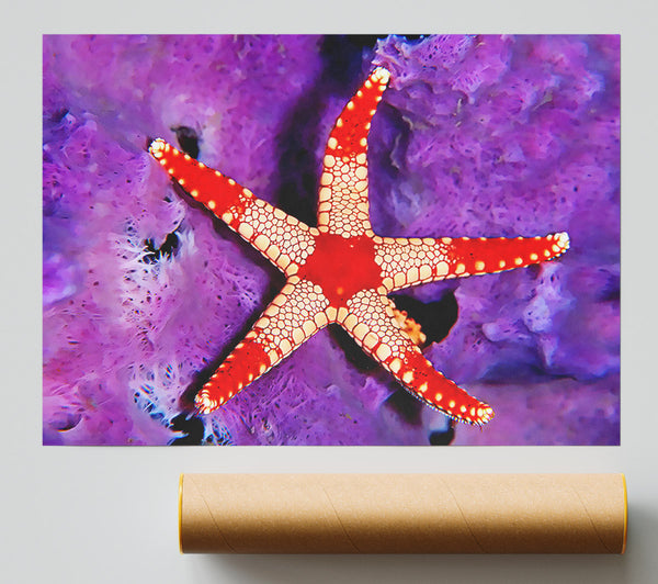 Starfish On Purple Giclee Print
