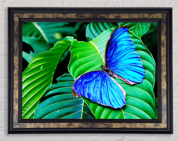 Stunning Blue Butterfly Framed Print
