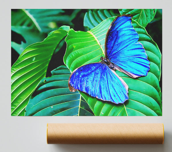 Stunning Blue Butterfly Print