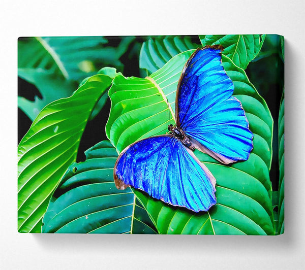  A Canvas Print of Stunning Blue Butterfly Canvas Art