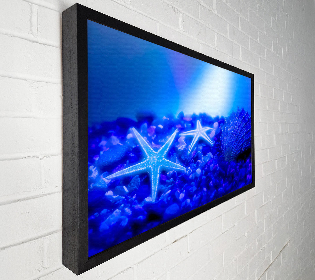  A Canvas Print of Stunning Blue Starfish Canvas Print