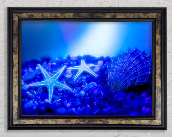 Stunning Blue Starfish