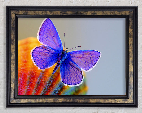 Stunning Butterfly Framed Print