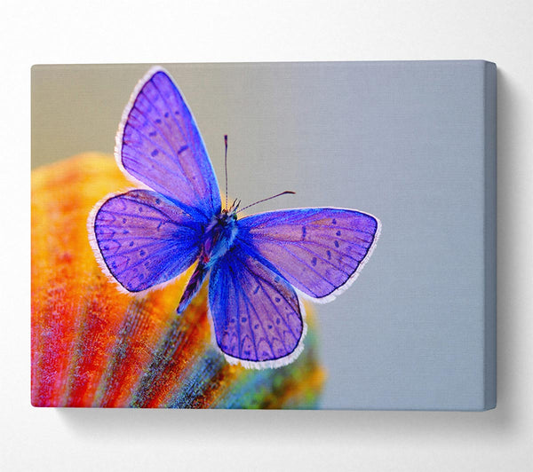  A Canvas Print of Stunning Butterfly Canvas Wall Art