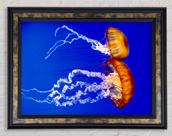 Stunning Jellyfish