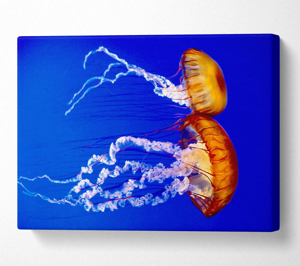  A Canvas Print of Stunning Jellyfish Canvas Wall Art