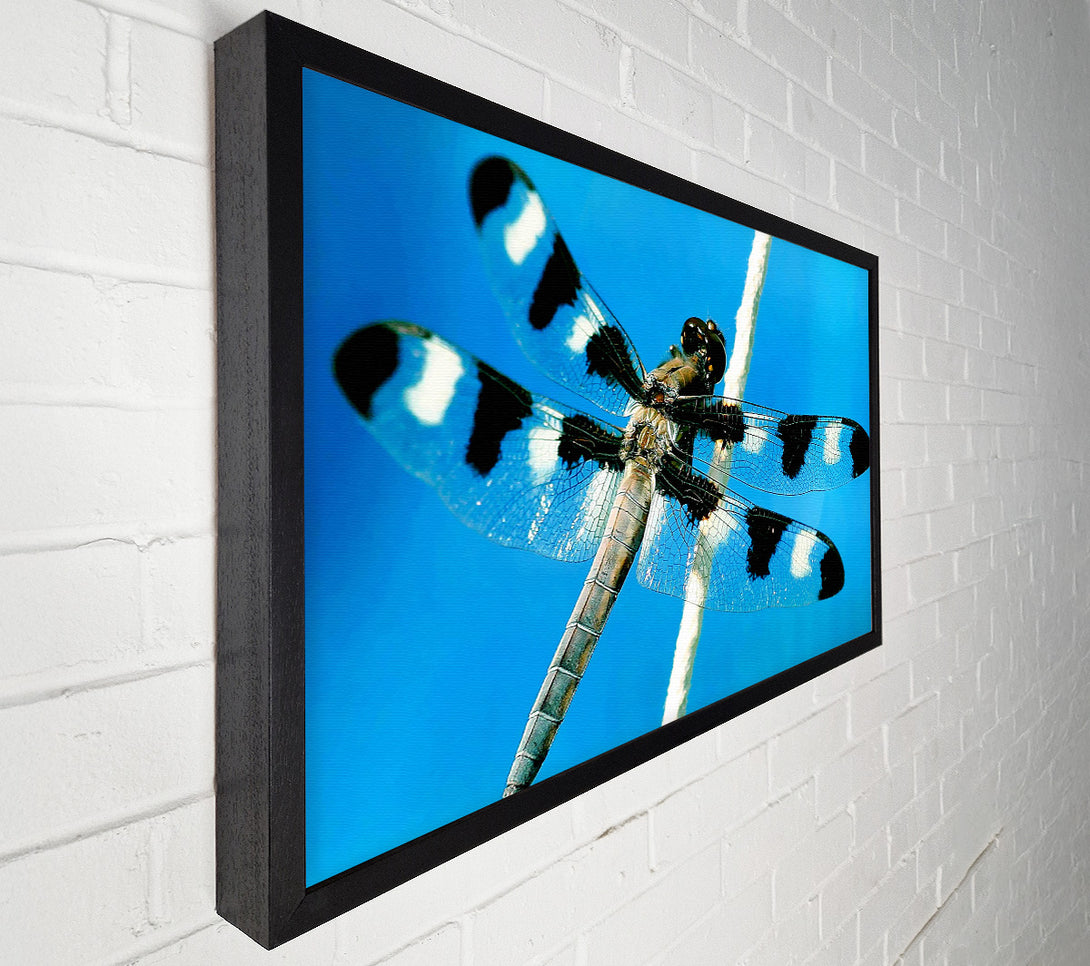  A Canvas Print of Stunning Winged Insect Canvas Wall Art