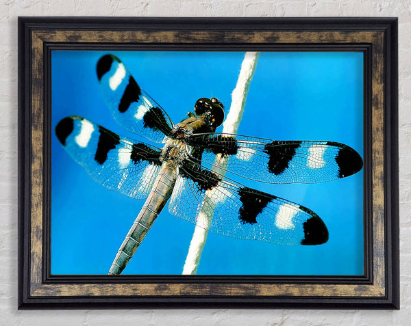 Stunning Winged Insect Framed Print