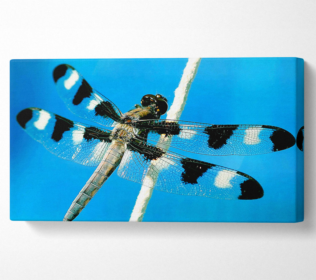  A Canvas Print of Stunning Winged Insect Canvas Wall Art