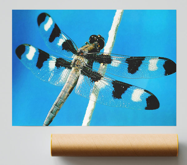Stunning Winged Insect Poster