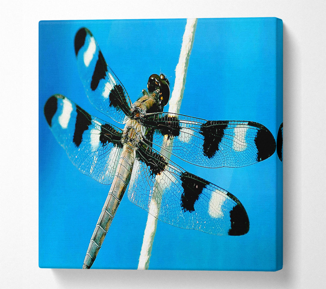  A Canvas Print of Stunning Winged Insect Canvas Wall Art
