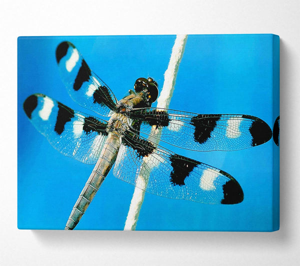  A Canvas Print of Stunning Winged Insect Canvas Wall Art