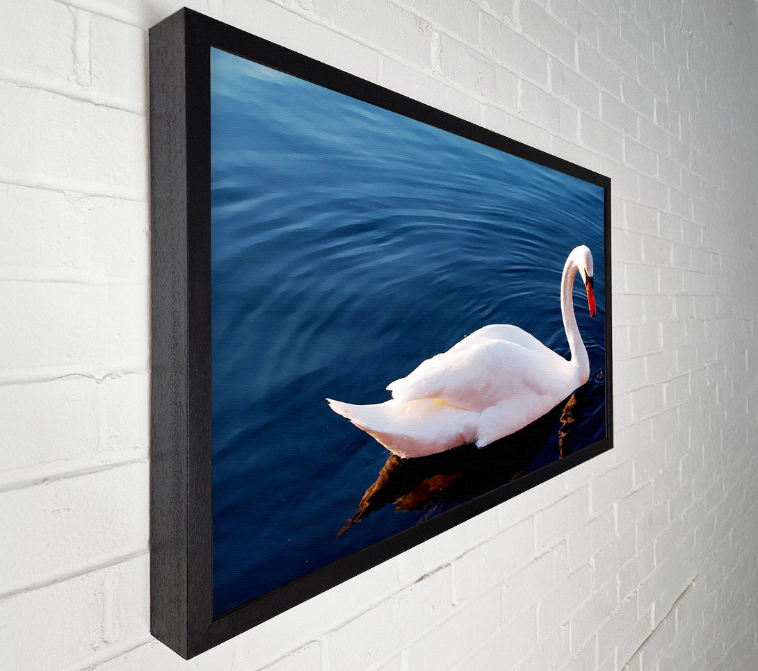 A Canvas Print of Swan In The River Canvas Wall Art