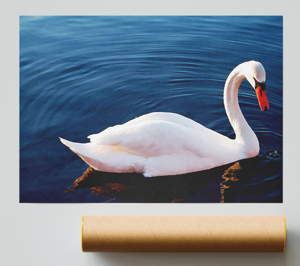 Swan In The River Print
