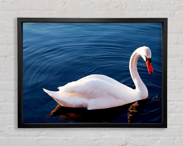 Schwan im Fluss