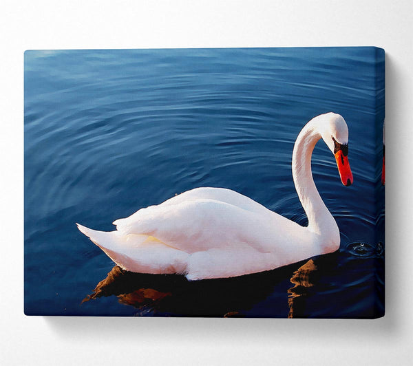  A Canvas Print of Swan In The River Canvas Wall Art